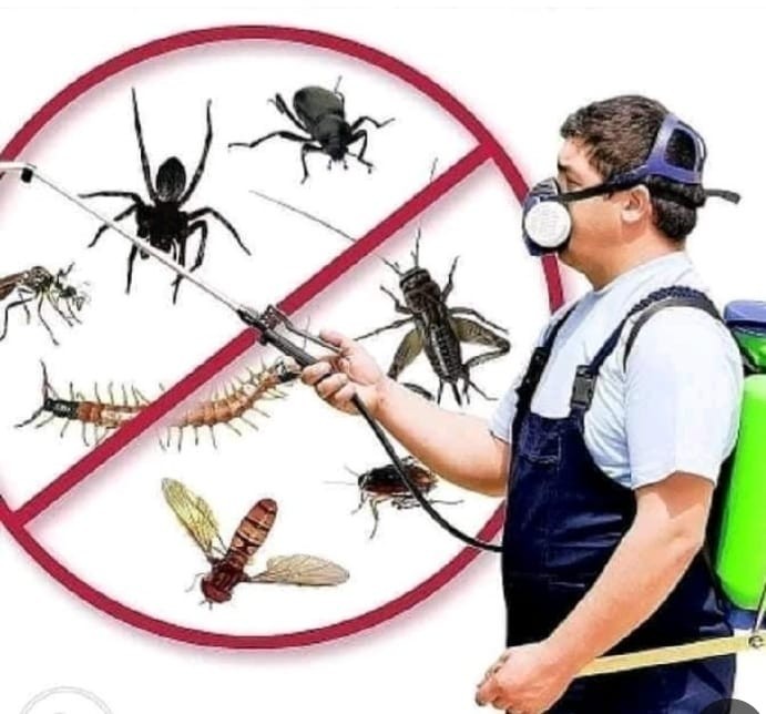 مكافحة حشرات وقوارض